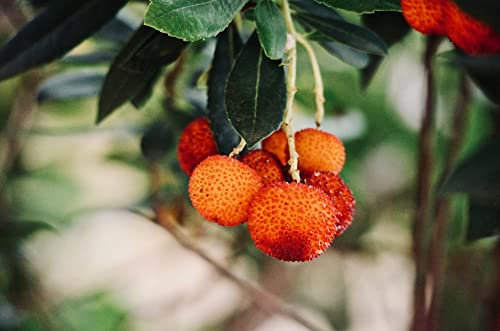 Erdbeerbaum Stämmchen 100-120 cm – Arbutus unedo | Winterharter Mediterraner Zierstrauch mit Essbaren Früchten | Immergrün & Bienenfreundlich