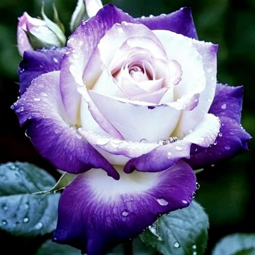 Eleganz Rosen-Rhizom, Überraschend wachsend, Winterhart Mehrjährig, Geeignet für Frühling und Herbst, Kein Gießen Erforderlich-2 Rhizom-B