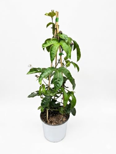 Pianta di passiflora edulis Maracuja su vaso cm 19 h 75 piramide MODIPITRE