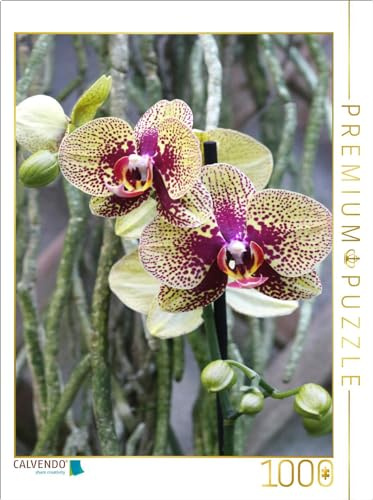 CALVENDO Puzzle Phalaenopsis | 1000 Teile Lege-Größe 64 x 48 cm Foto-Puzzle für glückliche Stunden