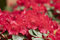 Rhododendron Williamsianum 'Tromba' - Winterharte Gartenpflanze, Blühender Zierstrauch, 40-50cm, Rosa Blüten