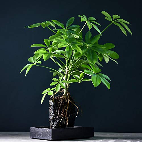 Lova Schefflera Lava Rock Plant on Ceramic Tray Indoor House Plants Perennial Attractive Evergreen Foliage Bright Green Leaves 1 x Lova Schefflera Plant by Thompson & Morgan