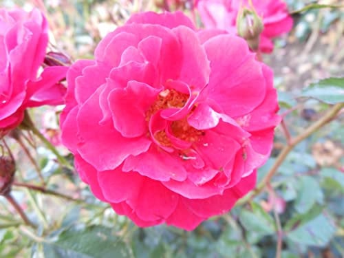 'Ruby Flower Carpet' Rose - Clusters of Ruby Red Blooms - Groundcover Rose - 4L Potted Rose