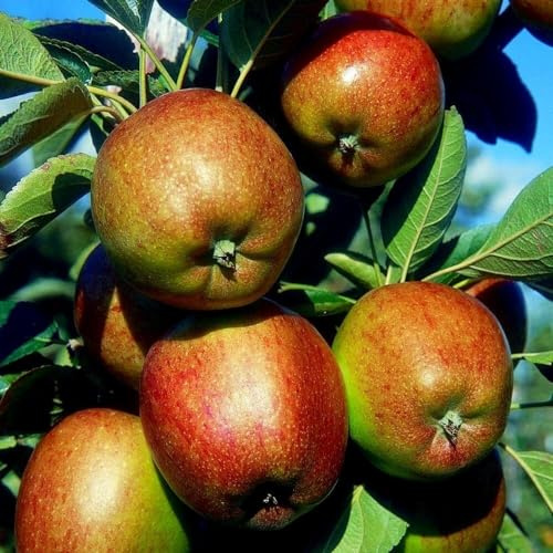Plant Theory 1.5m Apple Braeburn Edible Dessert Apple Outdoor Fruit Tree 12L Pot MM106 Rootstock