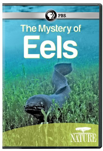 Nature: Mystery of Eels