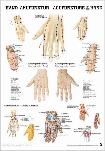 Ruediger Anatomie PO10/IIILAM Handakupunktur Tafel, 50 cm x 70 cm, laminiert
