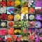 Blüte Cactus Kakteen Vielzahl mix 10, 50, 100+, 500+, 1000+ Samen