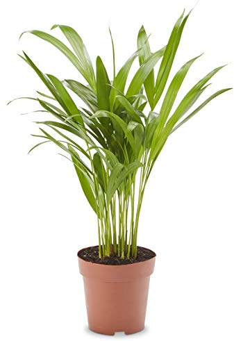 AIRY Goldfruchtpalme (Dypsis lutescens) • Luftreinigende Pflanze • Topf-Ø ca. 12cm, Höhe mit Topf ca. 40cm • Zimmerpflanze in gärtnerischer Qualität • Sicherer Pflanzenversand • Deutsche Gärtnerei