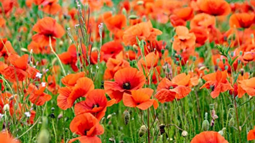 Klatschmohn ca. 10000 Samen