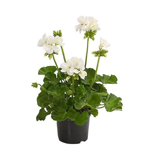 Geranio Blanco DECOALIVE Planta Natural para Terraza y Jardín