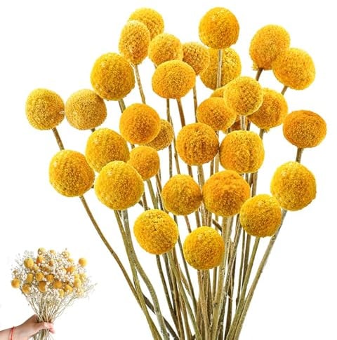 HIULLEN 43CM Billy Bälle Blumen Getrocknet, 36PCS Craspedia Globes Decor, Trockenblumen Gelb, Natur Trocken Pflanze für DIY Blumenarrangements, Hochzeit, Zuhause, Hohe Vase
