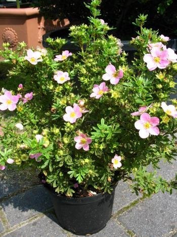 rosa blühender Fünffingerstrauch Potentilla Princess 30 cm hoch im 3 Liter Pflanzcontainer