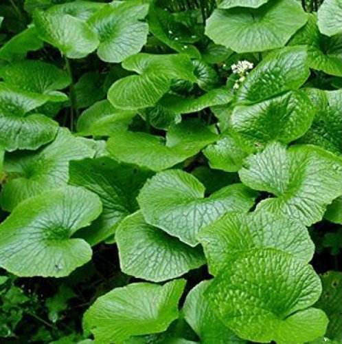 100pcs / lot Semi Wasabi, rafano giapponese sementi di ortaggi per l'impianto facile da coltivare piante bonsai piante giardino domestiche di DIY