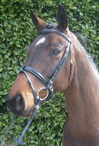 PreCara Classic Extra Kaltblut