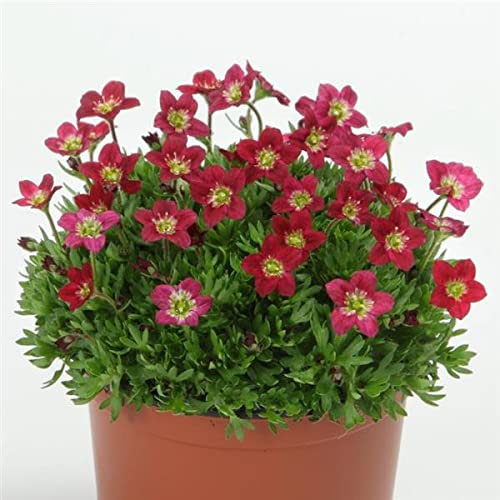 ROCCO ROJO bergenia PLANTAS 25 semillas vigorosa 3-5 ALTO perfecto para Rock Gardens