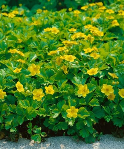 Waldsteinia ternata Dreiblättrige Matten-Waldsteinie immergrüner Bodendecker mit gelben Blüten im Topf gewachsen (25 Stück)