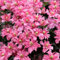 Clematis-Zwiebel, Kletterpflanze, Krautige Rebe, Winterhart,Winterhart Mehrjährig, DüRretolerant, Vermehrbare,Clematis Grandiflora, Kletterpflanze, Gartenpflanze-6zwiebeln-A