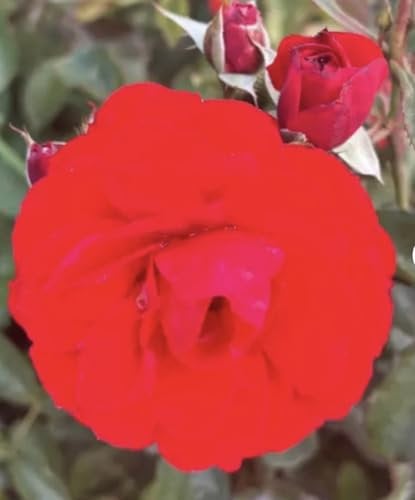 Trumpeter – Scarlet Red Rose - Floribunda – 4L Potted