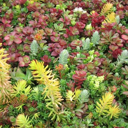 Carbeth Plants - 12 x Sedum Stonecrop Plant Mix in 9cm Pot. Mixed Varieties UK Hardy, Very Low Maintenance Evergreen Outdoor Succulents. Garden Ready Rockery Plants (2 x Tray of 6 Plants in 9cm Pots)