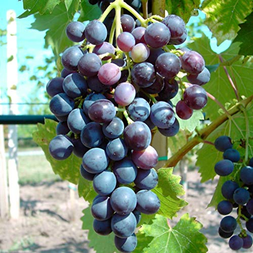 Blauer Muskateller blaue Traube pilzfester Wein gestäbt ca. 80-100 cm im 3,5 Liter Topf