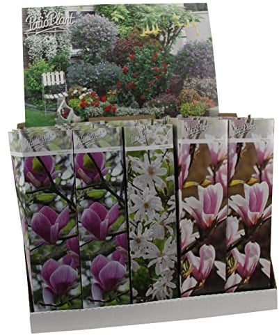 3 x Magnolien 30-40 cm 'Soulangeana', 'Susan' und 'Stellata' -Gartenpflanzen - Winterhart