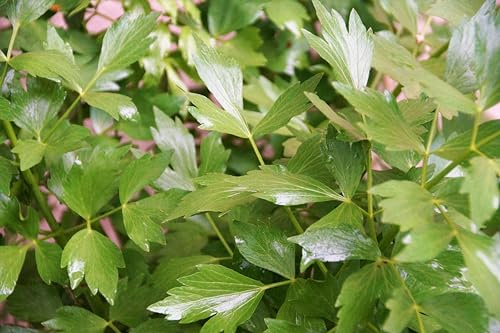 Liebstöckel (Levisticum officinale) Samen. Maggikraut, Küchenkraut, Heilpflanze (1000 Samen = 3,6g)
