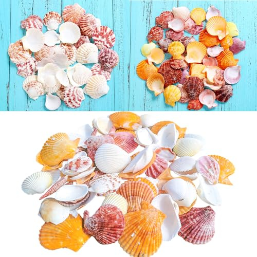 Natürliches Muscheln Deko,70 Stück Meeresmuscheln Jakobsmuscheln Muschelsortiment für Osterdekoration DIY Handwerk Hochzeit Tasche Küche Dekoration Handwerk Vorspeise Teller Snack Dekoration