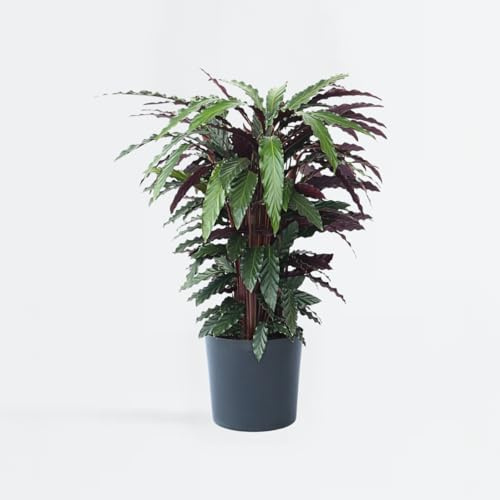 Calathea 'Wavestar' XL - Pfauenstrauch - 85-95cm - Ø27cm