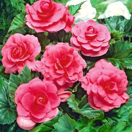 3 Pack of Double Pink Begonia Bulbs – Vibrant Pink Blooms – Perennial Variety for Exotic Cottages – Summer-Flowering Bulbs Perfect for a Gorgeous Garden – Specifically Grown for UK Climate
