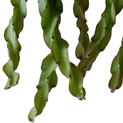 Rhipsalis cruciformis spiralis pianta grassa pendente cactus raro