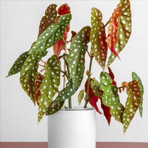 YouGarden Polka Dot Begonia, Established Houseplant in 12cm Nursery Pot, Ready to Plant and Display Begonia maculata, Indoor Plant