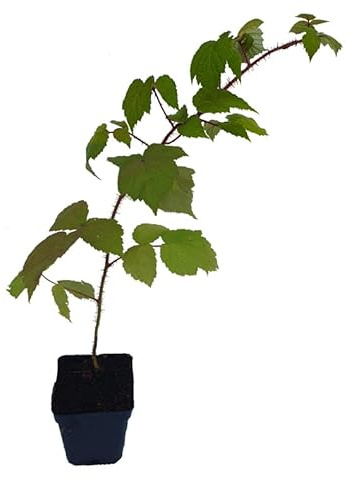 3 x Japanische Weinbeere - Rubus phoenicolasius - Pflanze Früchte mit außergewönlichem Aroma