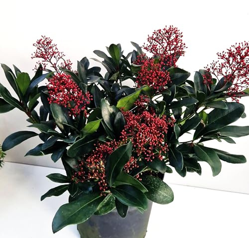 Blüten Skimmie Skimmia japonica Rubella 40-50 cm breit im 5 Liter Pflanzcontainer
