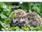 Igelzauber DIN A4 Kalender für 2023 Igel - Seelenzauber, mehrfarbig, KN2023-4W-0088-D-0
