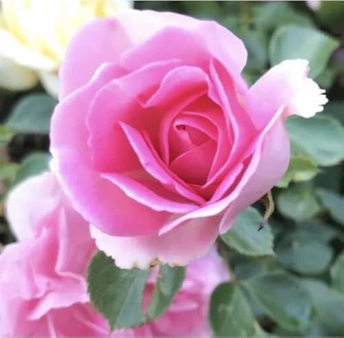 Tiny Dancer Bush Rose Plant in A 3 Litre Pot- Pink Colour