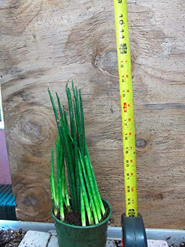 Portal Cool Sansevieria Fernwood -Plant! Schön. Beeindruckend! Selten!