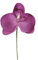 SANTEX 2867-17, Sachet de 6 orchidées avec tiges, prune