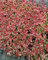 Sedum spurium 'Schorbuser Blut' ca. 9x9 cm Topf - Teppich-Fetthenne, dunkelrote Blüten, Blütezeit Juni-August, ideal für Steingärten, trockenheitsresistent, pflegeleicht