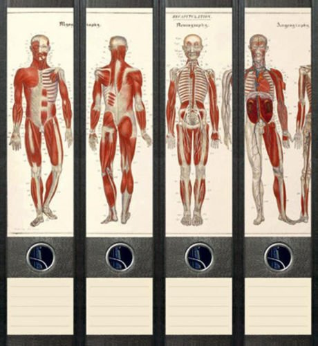 4er Set Ordnerrücken für breite Ordner Anatomie Skelett Aufkleber Etiketten Deko 034