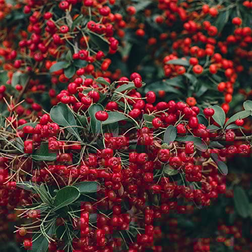 Potted Hardy Plant Pyracantha, Hardy Evergreen Shrub Firethorn with Red Autumn Berries for Gardens & Outdoors, 2 x Pyracantha Red Column Plants in 2 Litre Pots by Thompson & Morgan