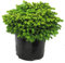 Picea abies Little Gem - Nestfichte