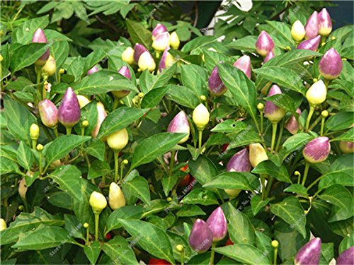 Kirsche Pfeffer sät Gemüse Hausgarten Bonsai Chile Pflanze Nicht-GVO-Garten-Dekoration Küche Würzen von Speisen 200 Stück