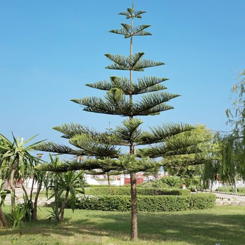 30 piezas semillas de araucaria araucana planta rara maceta planta jardín plantas perenne plantas perennes resistentes jardín de regalo de semillas árbol de los bonsais