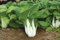 200 semillas de la Asian Delight híbrido Pak Choi