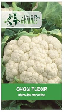 20 GRAINES Chou-fleur 'Blanc des Merveilles' | Variété Rustique d'Hiver à Grosse Pomme Blanche | Semences Haut Rendement | Facile à Cultiver