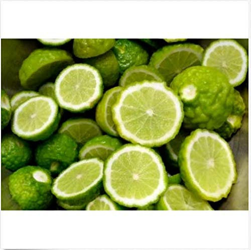 Portal Cool 30Pcs Bio-Samen Thai Fruit Kaffir Lime Green Citrus Bonsai-Baum-Hausgarten