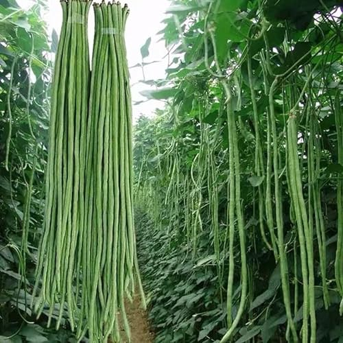 No - GMO 45 semillas, campos de fideos de frijoles largos, brotes de frijoles productivos, verde para proporcionar semillas de verduras en cobertizo