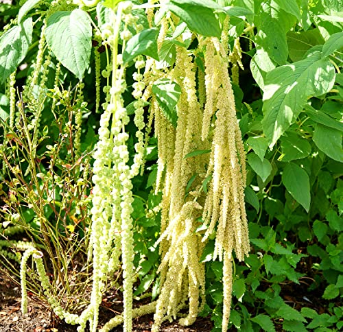 Grüner Garten-Fuchsschwanz - Amaranthus caudatus viridis - Amarant - Amaranth - 2000 Samen