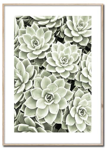 Rahmenbild Succulent | Artbox Wandbild | Bild mit Holz Rahmen Optik Framepic | Sukkulent Garten Zimmer Pflanze Blätter XXL Aufnahme | Wohnzimmer Schlafzimmer Büro | grün weiß grau schwarz | 50x70 cm