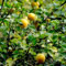 10 pcs bitterorange pflanze samen, bonsai baum, gewächshaus bitterorange baum - Poncirus trifoliata - säulenobstbäume, garten pflanzen garten, kübelpflanzen winterhart immergrün extrem